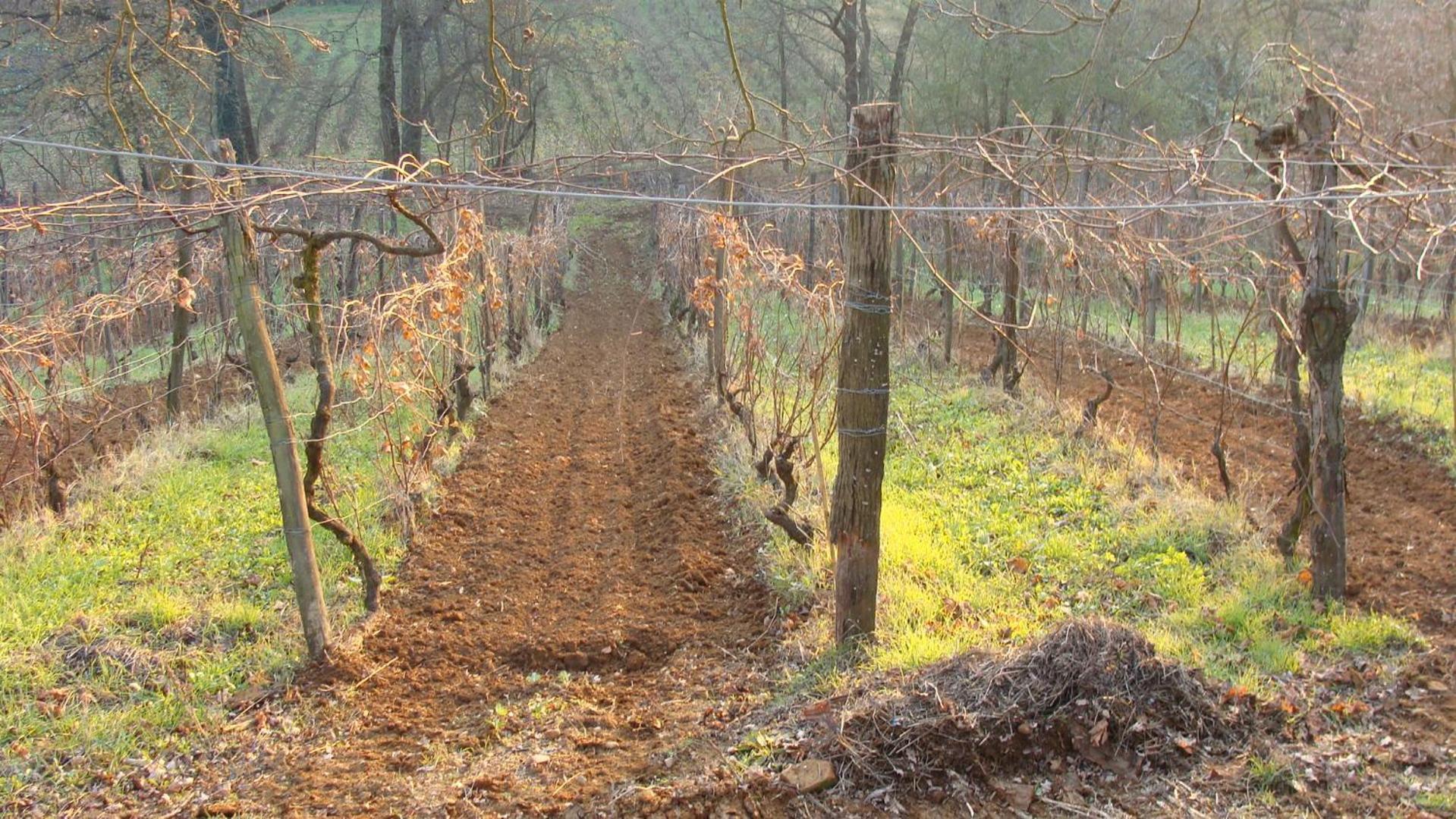 Agriturismo Cascina Degli Ulivi Novi Ligure Buitenkant foto