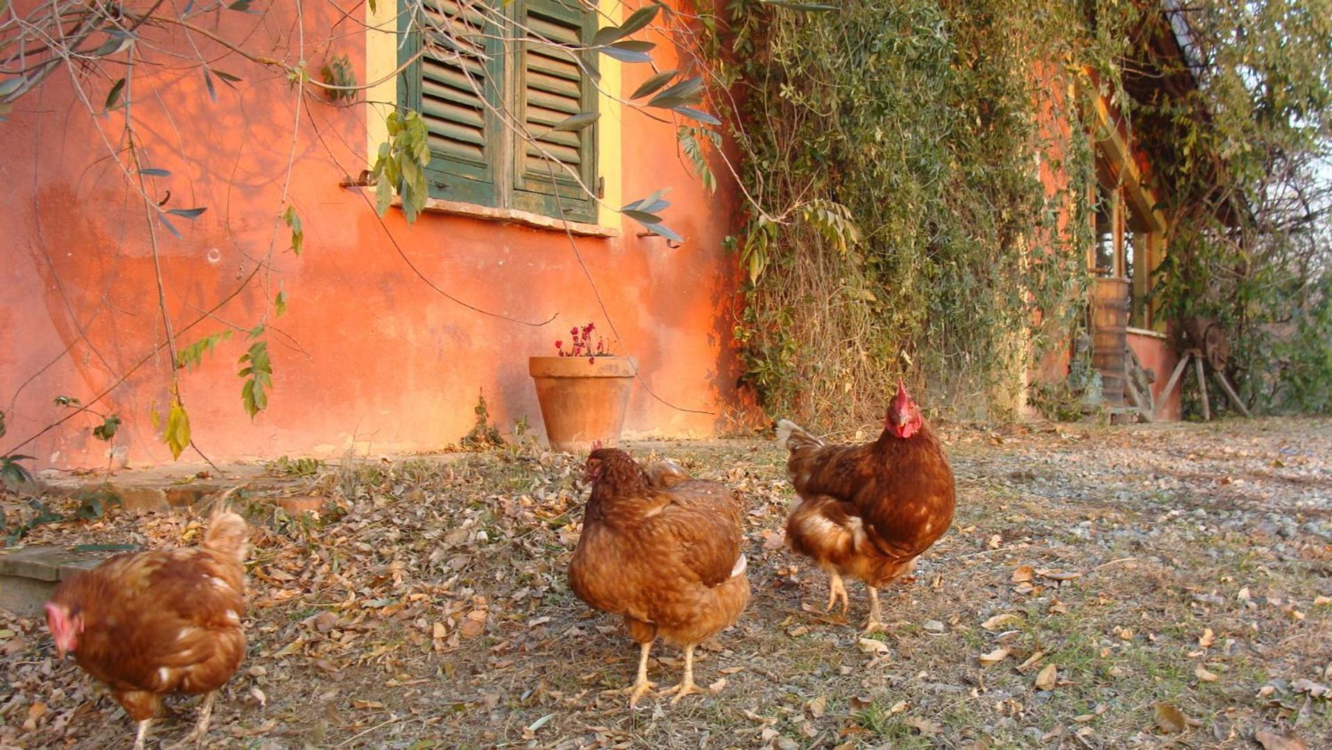 Agriturismo Cascina Degli Ulivi Novi Ligure Buitenkant foto