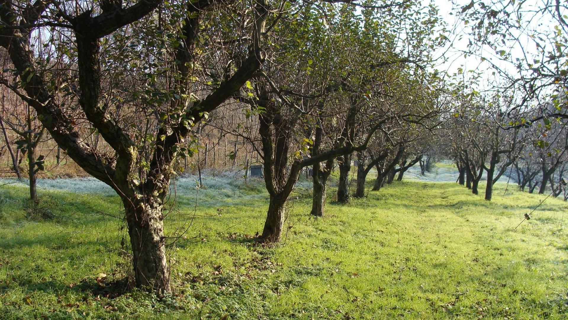 Agriturismo Cascina Degli Ulivi Novi Ligure Buitenkant foto